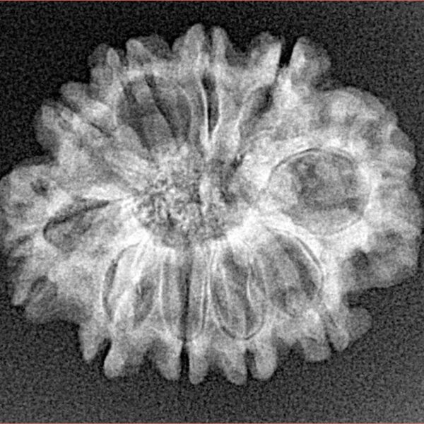 10 Mukhi Rudraksha 25.5mm 3.12gm - Xray