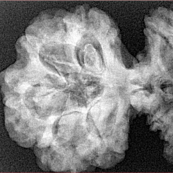 19 MK Gaurishankar 46.2mm 9.27gm - Xray
