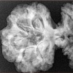 19 Mukhi Gaurishankar 46.2mm 9.27gm - Xray