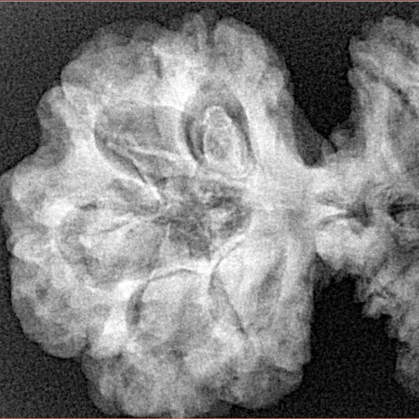 19 Mukhi Gaurishankar 46.2mm 9.27gm - Xray