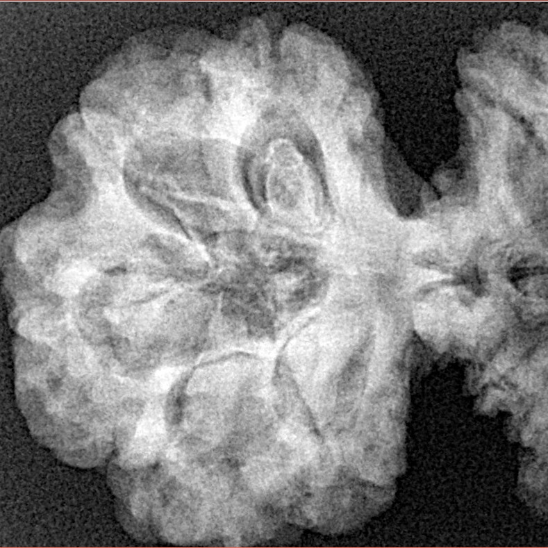 19 Mukhi Gaurishankar 46.2mm 9.27gm - Xray