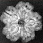 1MK(Underdeveloped) 24.6mm 4.84gm - Xray