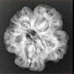 1MK(Underdeveloped) 22.8mm 3.89gm - Xray