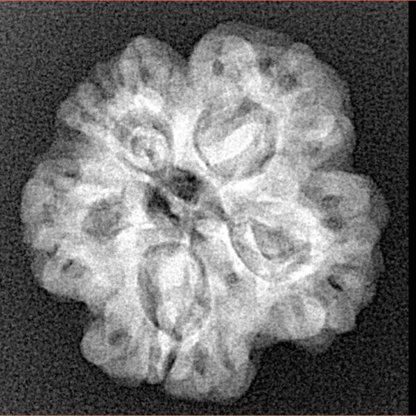 1MK(Underdeveloped) 22.8mm 3.89gm - Xray