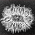 12 Mukhi Rudraksha 25.4mm 3.27gm - Xray