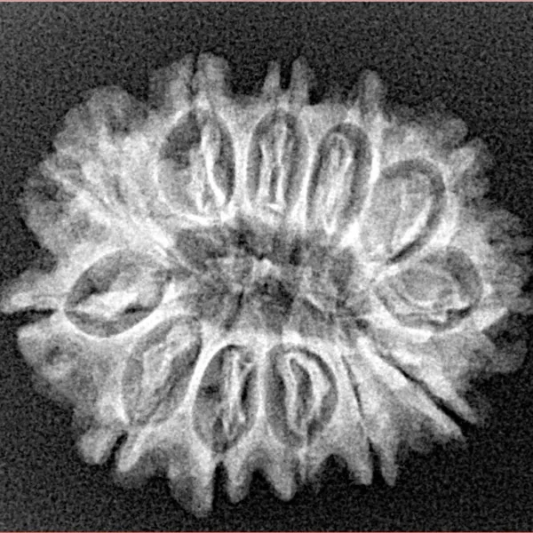 12 Mukhi Rudraksha 25.4mm 3.27gm - Xray