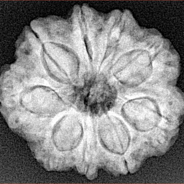 9 Mukhi Rudraksha 25.2mm 5.15gm - Xray