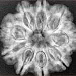 9 Mukhi Rudraksha 27mm 5.53gm - Xray