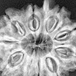 10 Mukhi Ganesh 33mm 7.11gm - Xray