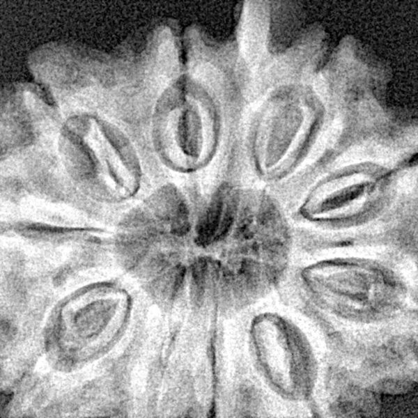 10 Mukhi Ganesh 33mm 7.11gm - Xray