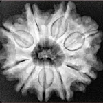 9 Mukhi Rudraksha 25.7mm 5.47gm - Xray