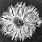 9 Mukhi Ganesh 24mm 2.89gm - Xray