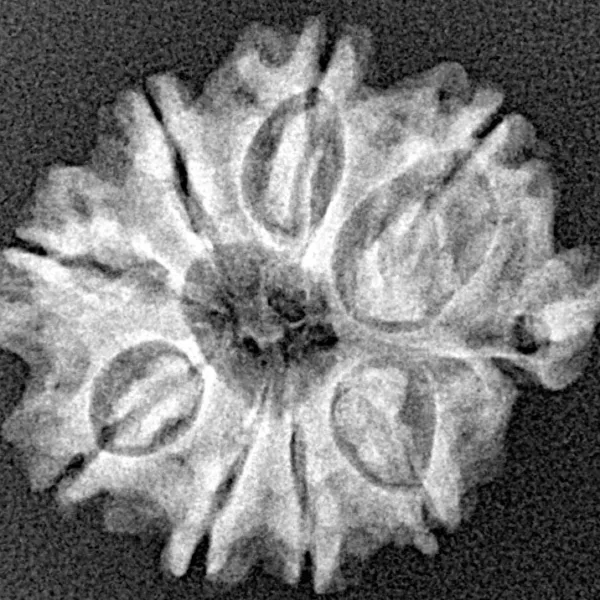 9 Mukhi Ganesh 24mm 2.89gm - Xray