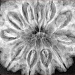 11 Mukhi Rudraksha 33.4mm 8.21gm - Xray