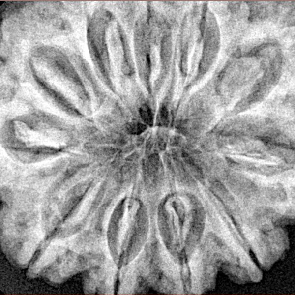 11 Mukhi Rudraksha 33.4mm 8.21gm - Xray