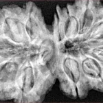 12 MK Gaurishankar 38mm 8.6gm - Xray