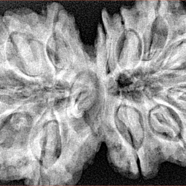 12 MK Gaurishankar 38mm 8.6gm - Xray