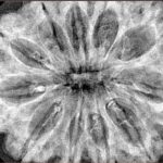 11 Mukhi Rudraksha 35mm 7.32gm - Xray