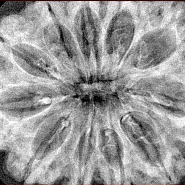 11 Mukhi Rudraksha 35mm 7.32gm - Xray