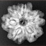 1MK(Underdeveloped) 23.5mm 4.61gm - Xray