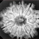 9 Mukhi Rudraksha 28.2mm 6.09gm - Xray