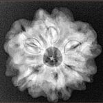 1MK(Underdeveloped) 24.2mm 4.71gm - Xray