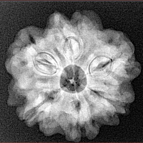 1MK(Underdeveloped) 24.2mm 4.71gm - Xray