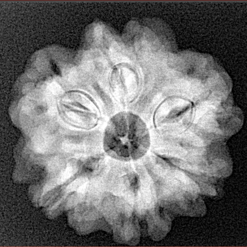 1MK(Underdeveloped) 24.2mm 4.71gm - Xray