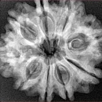 9 Mukhi Rudraksha 28.1mm 4.4gm - Xray