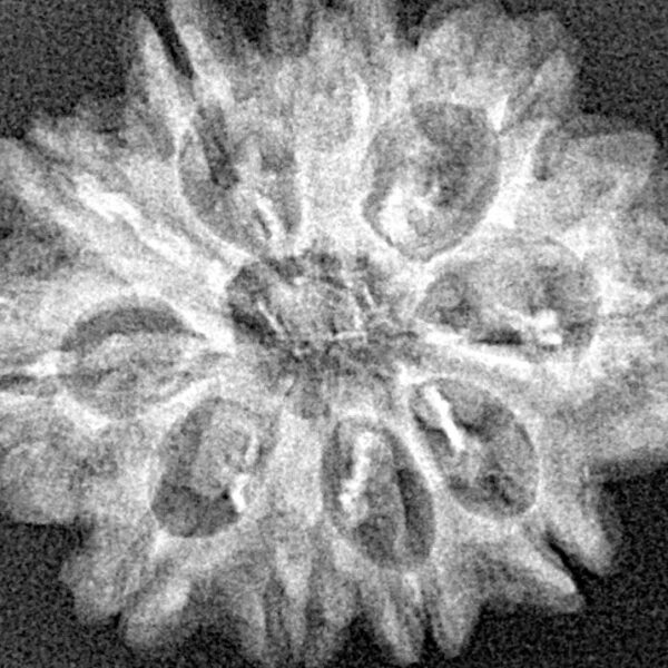 10 Mukhi Rudraksha 26.4mm 3.52gm - Xray