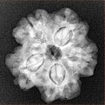 1MK(Underdeveloped) 22.5mm 3.93gm - Xray