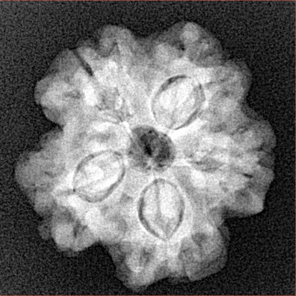 1MK(Underdeveloped) 22.5mm 3.93gm - Xray