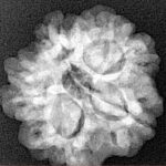 1MK(Underdeveloped) 23.1mm 4.09gm - Xray