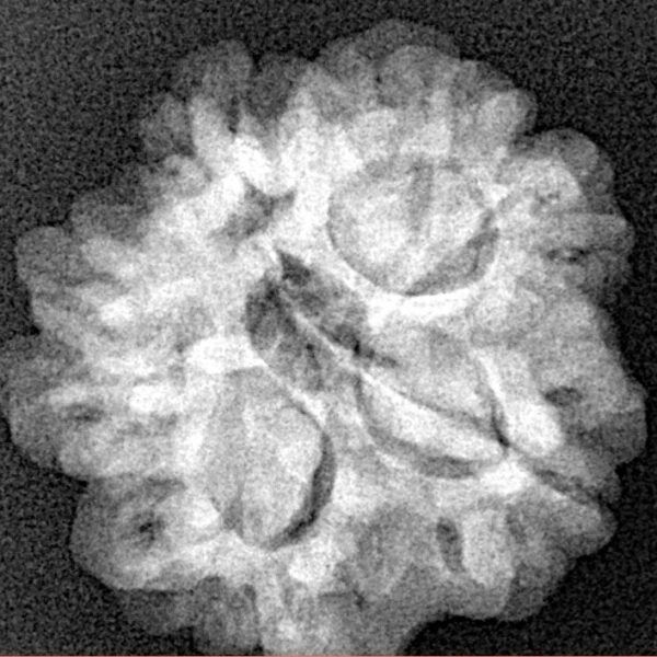 1MK(Underdeveloped) 23.1mm 4.09gm - Xray