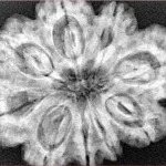 9 Mukhi Rudraksha 31.4mm 7.39gm - Xray