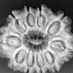 10 Mukhi Rudraksha 27.9mm 5.16gm - Xray