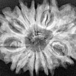 10 Mukhi Rudraksha 29mm 4.9gm - Xray