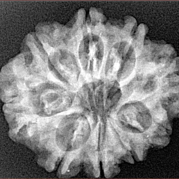 9 Mukhi Rudraksha 26mm 4.08gm - Xray