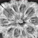 10 Mukhi Rudraksha 34.1mm 6.4gm - Xray