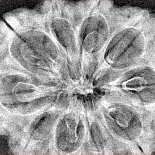 10 Mukhi Rudraksha 34.1mm 6.4gm - Xray