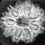 9 Mukhi Rudraksha 28mm 5.14gm - Xray