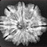 9 Mukhi Rudraksha 26.1mm 3.84gm - Xray