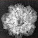 1MK(Underdeveloped) 24.1mm 4.65gm - Xray