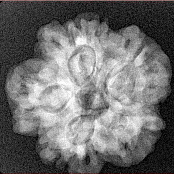 1MK(Underdeveloped) 24.1mm 4.65gm - Xray