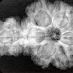 Sawar/Ganesh (5+1) 34.2mm 7.79gm - Xray