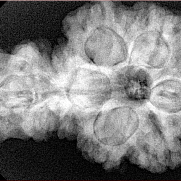 Sawar/Ganesh (5+1) 34.2mm 7.79gm - Xray