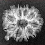 10 Mukhi Ganesh 23.5mm 3.17gm - Xray