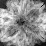 9 Mukhi Rudraksha 31.5mm 6.41gm - Xray