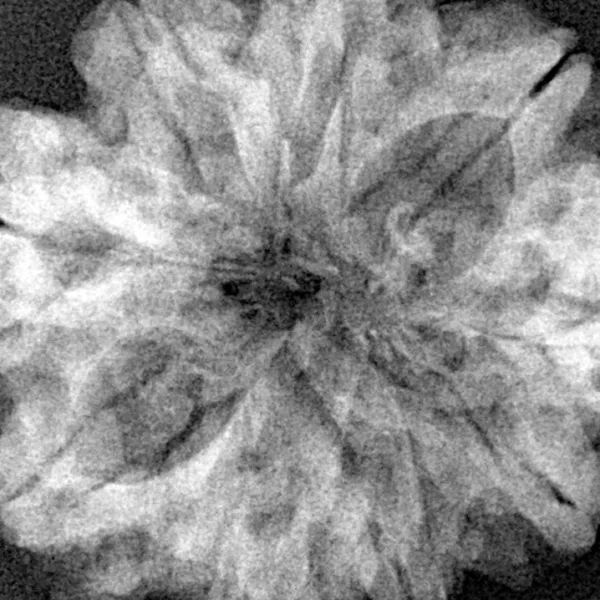 9 Mukhi Rudraksha 31.5mm 6.41gm - Xray