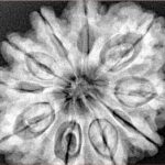 10 Mukhi Rudraksha 32.5mm 8.68gm - Xray